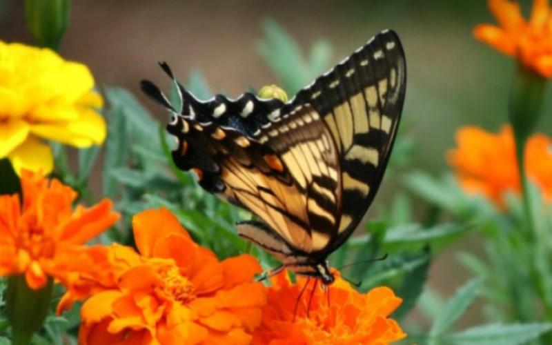 Jardín Botánico de Vallarta, Premio a la Excelencia de Jardines 2022