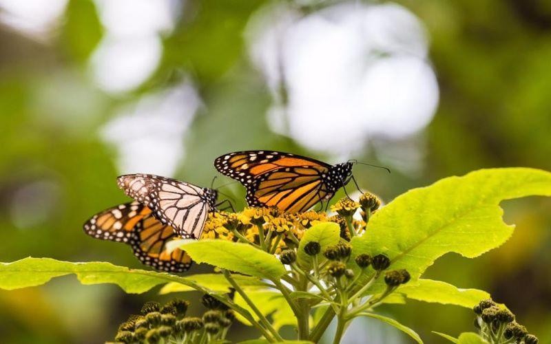 Santuarios de la mariposa monarca en Michoacán abrirán con todas las medidas sanitarias