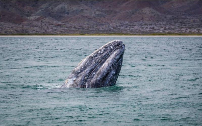 Ballena Gris, orgullo sudcaliforniano