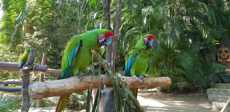 Caminata en la selva
